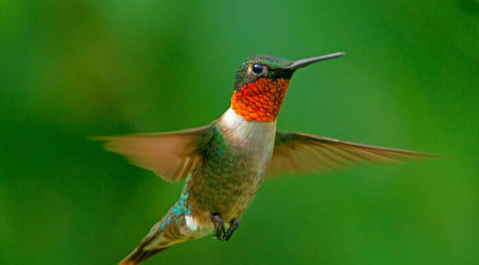 Colibrì maschio dalla gola rubino in cerca di una mangiatoia
