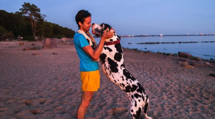 Dare al tuo cane maschio un nome umano è divertente e maestoso. 