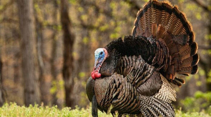 I 15 stati con la migliore caccia al tacchino in assoluto

