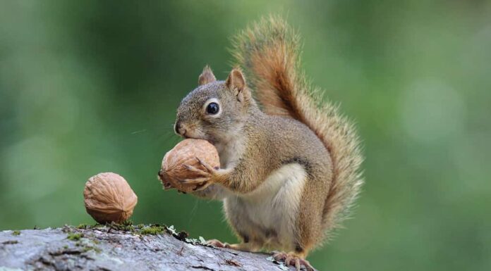 Uno scoiattolo rosso americano che tiene una noce.