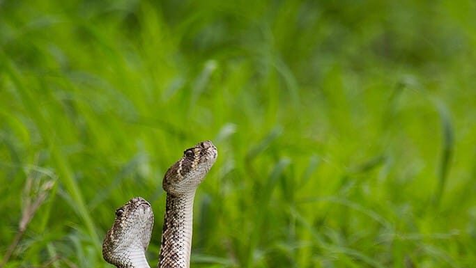 Serpenti a sonagli Diamondback occidentali che combattono per il diritto di accoppiarsi