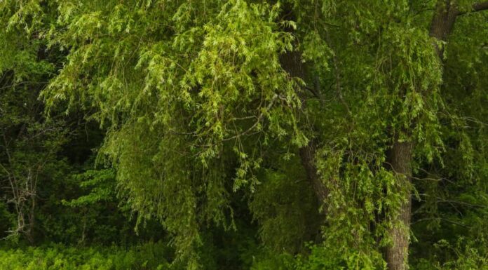 Centro Audubon della fattoria Gilsland