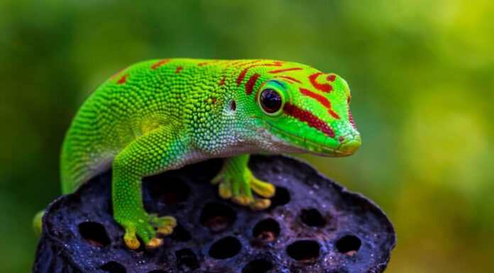 Geco gigante del Madagascar