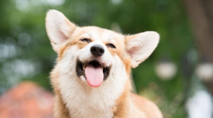 Il cane Corgi sorride e felice nella giornata di sole estivo