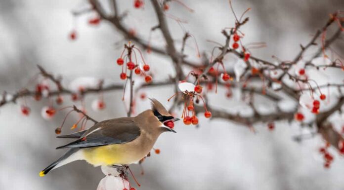 Se l'alimentatore sembra sicuro, le ali di cera di cedro aggiungeranno gelatina d'uva ai loro menu. 