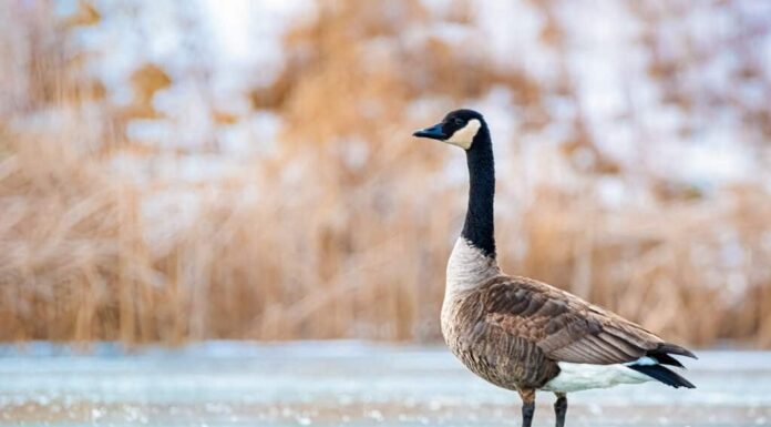 Un'oca canadese, nell'inquadratura a destra, guardando a sinistra, è in piedi con le ali ripiegate sul ghiaccio, in uno stagno/lago ghiacciato.  L'oca è prevalentemente di colore grigio/tortora con un lungo collo scuro e una gola bianca.  I suoi piedi non sono visibili.