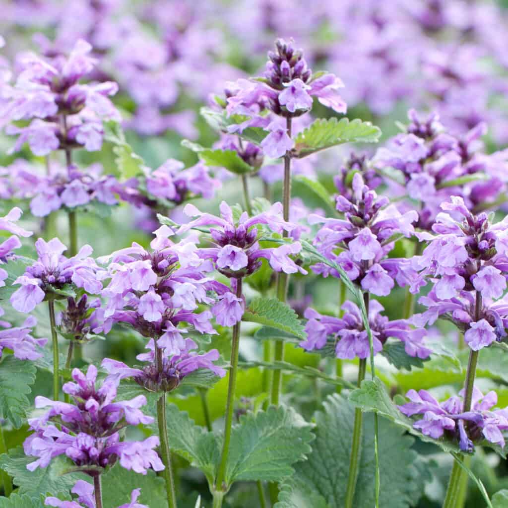 Gli esseri umani possono mangiare l'erba gatta?