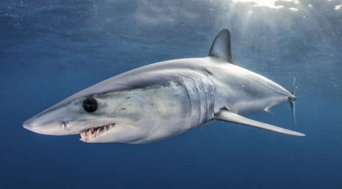 I 7 squali più aggressivi nell'oceano
