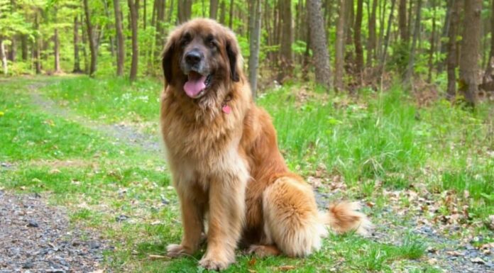 Tipi di cani di grossa taglia