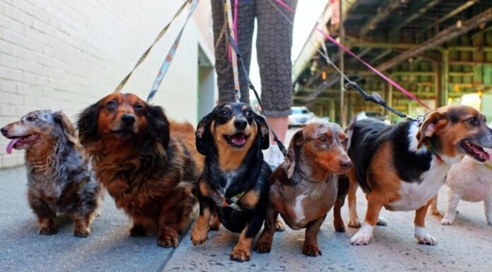 Lavori divertenti con gli animali: pet sitter/dog walker