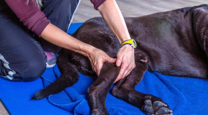 Cane in terapia per un ginocchio infortunato