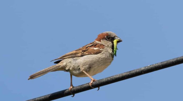Passero domestico (passer domesticus) con grub verde nel becco appollaiato su cavo nero