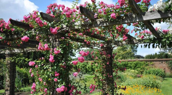 20 viti che producono splendidi fiori rosa
