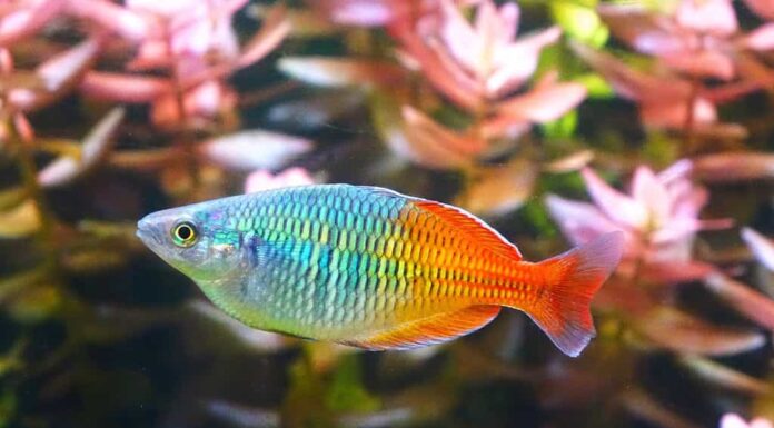 Pesci d'acquario: pesci arcobaleno Boesemani, messa a fuoco selettiva