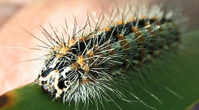 Acronicta insularis (bruco della tifa)