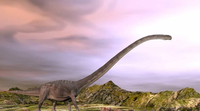 Omeisaurus che cammina nel deserto - rendering 3D
