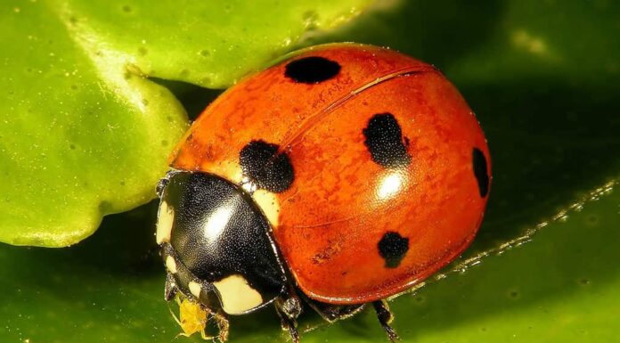 Coccinella dai sette punti (coccinella), Coccinella septempunctata (Coleoptera: Coccinellidae).  Mangiare afidi