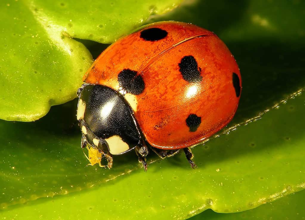 Coccinella dai sette punti (coccinella), Coccinella septempunctata (Coleoptera: Coccinellidae).  Mangiare afidi