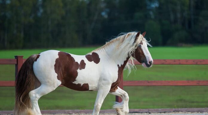 Lo stallone irlandese della pannocchia si mette in mostra