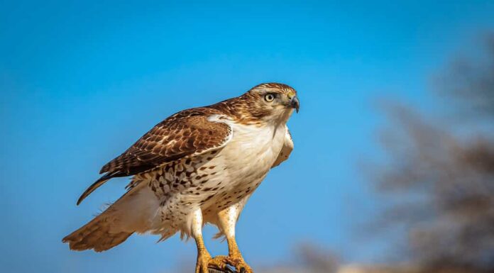 Un falco dalla coda rossa (Buteo jamaicensis) appollaiato su un palo