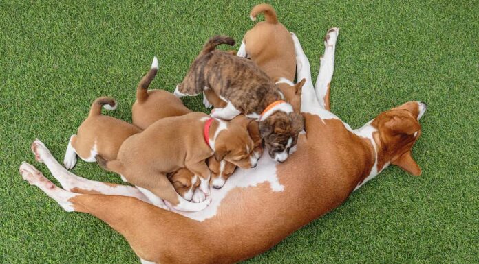 Cuccioli Basenji e cane basenji femmina sdraiati sul pavimento verde