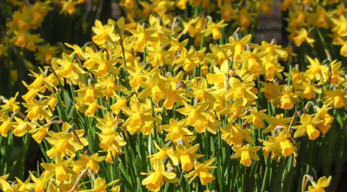 Narcisi ciclaminei in miniatura 'Tete-a-Tete'