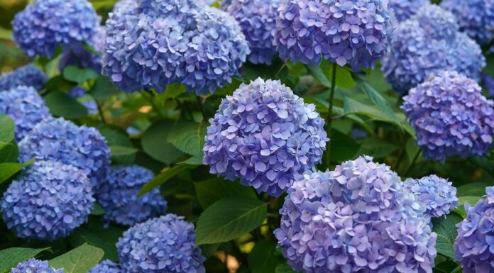 Gli 11 fiori più costosi al mondo nel 2024
