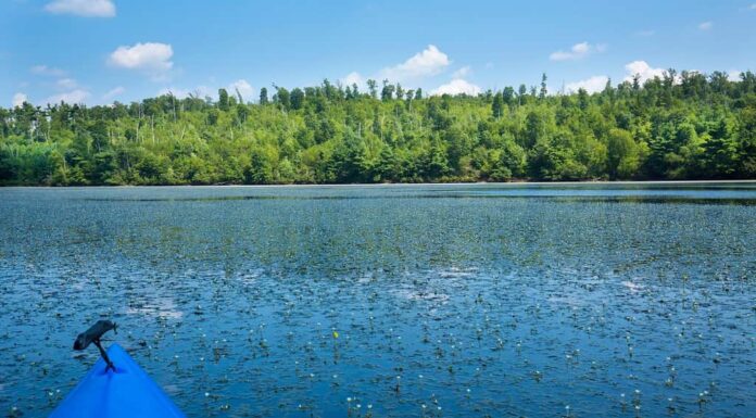 Masse di fanwort, Cabomba caroliniana, in fiore al Quinebaug River Canoe Trail a East Brimfield, Massachusetts.