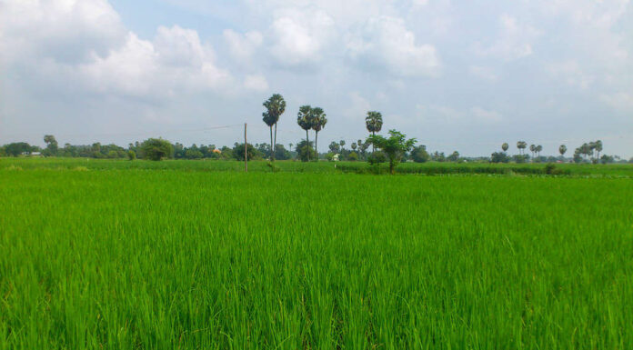 La risaia della Cambogia.  Il campo di riso fresco in Asia.