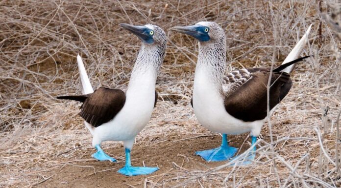 I 16 uccelli più belli delle Galapagos
