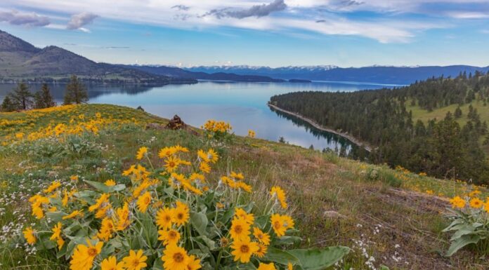 Fiori selvatici di balsamroot Arrowleaf in primavera sul Wild Horse Island State Park vicino a Dayton, Montana, USA