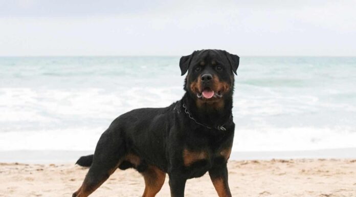  I Rottweiler sono bravi con i bambini?  6 cose importanti da sapere
