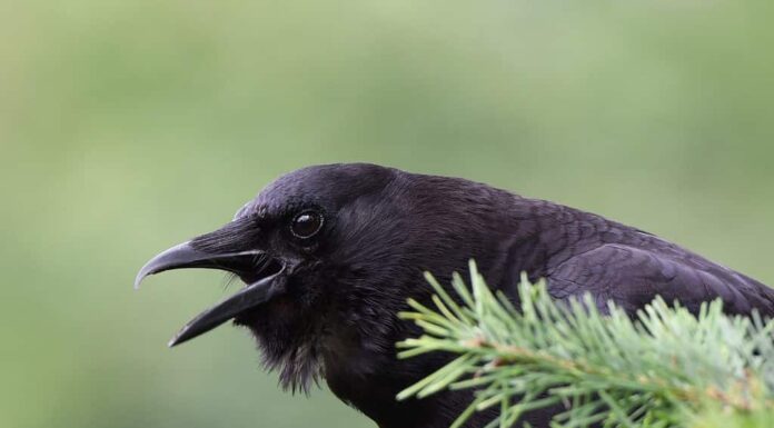 Un corvo americano che chiede un compagno