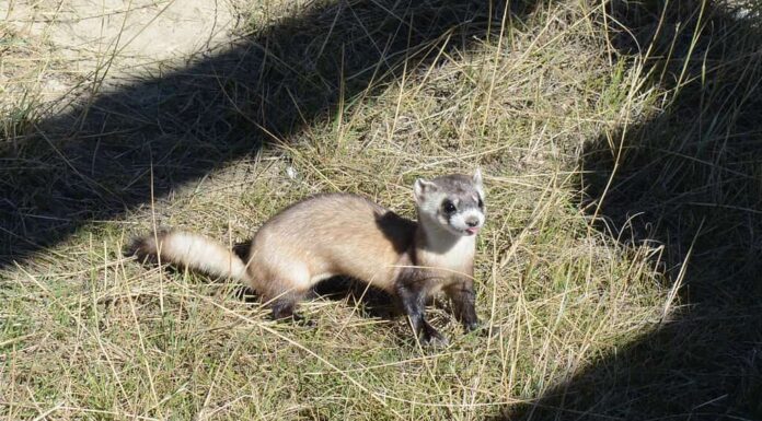 I furetti dai piedi neri sono in pericolo e quanti ne restano nel mondo?
