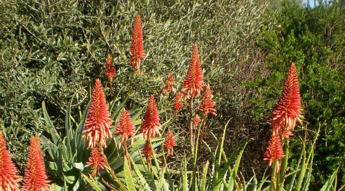 Piante mature di aloe che mostrano fiori vivaci