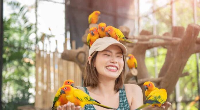 Bella donna asiatica che gode con l'uccello a portata di mano e il corpo sullo sfondo della gabbia, amore per gli animali.  Cura degli animali domestici, addestramento dei pappagalli, donna sorridente che gioca con il suo animale domestico, gruppo di pappagalli Sun Conure.