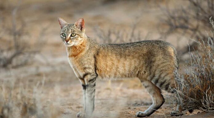 Gatto selvatico africano