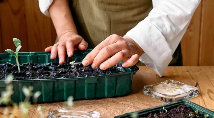 Il miglior terreno per la semina: le migliori miscele e 8 consigli per la cura della coltivazione
