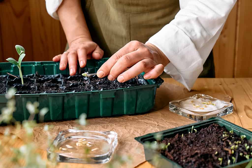 Il miglior terreno per la semina: le migliori miscele e 8 consigli per la cura della coltivazione