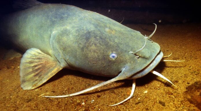 Pesce gatto a testa piatta