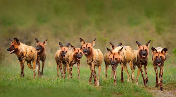 Cane selvatico, branco che cammina nella foresta, Okavango detla, Botseana in Africa.  Animale maculato pericoloso con grandi orecchie.  Cane dipinto da caccia nel safari africano.  Scena della fauna selvatica dalla natura, lupi dipinti.
