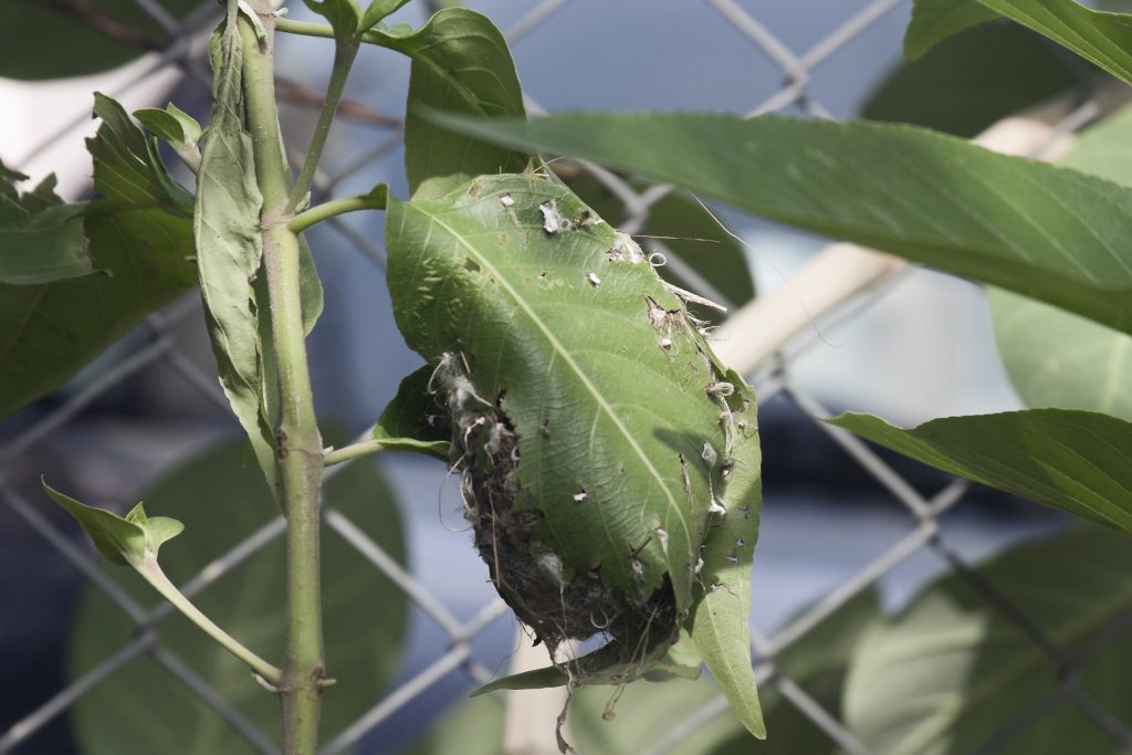 La vista del nido dell'uccello sarto.