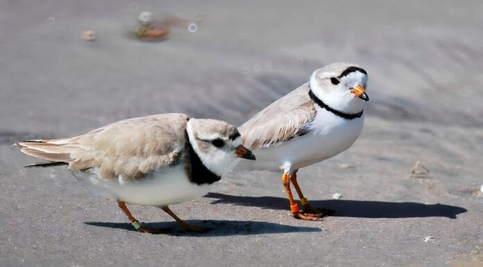 Pivieri maschi e femmine adulti 