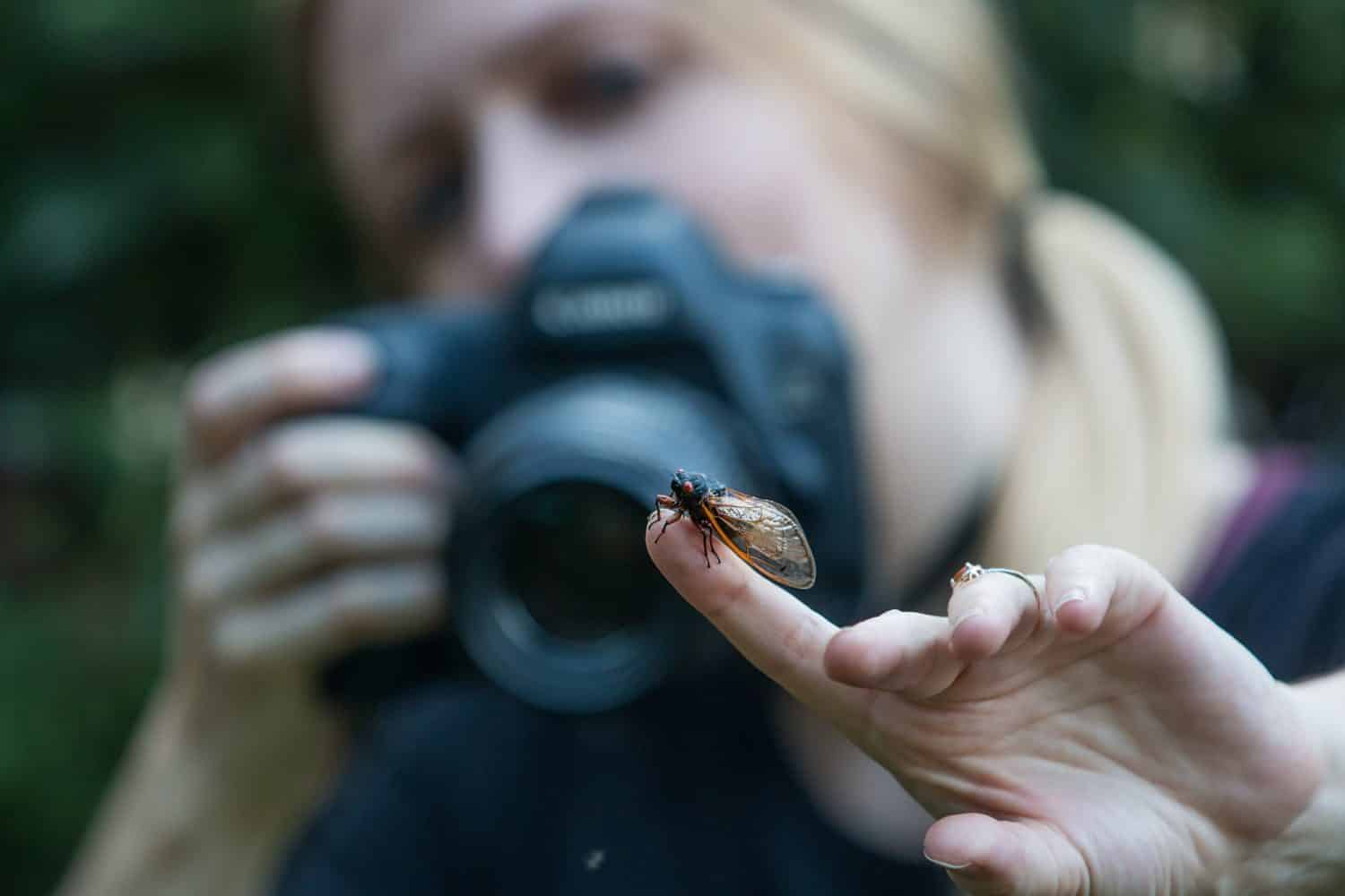Una donna fotografa una cicala del periodico Brood X con una fotocamera digitale.