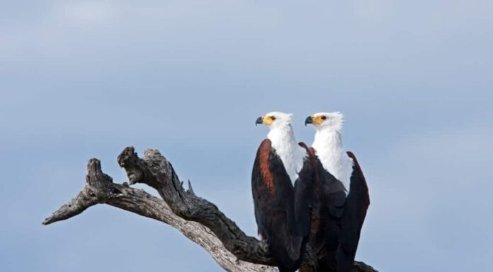Coppia di aquile pescatrici africane appollaiate su un ramo