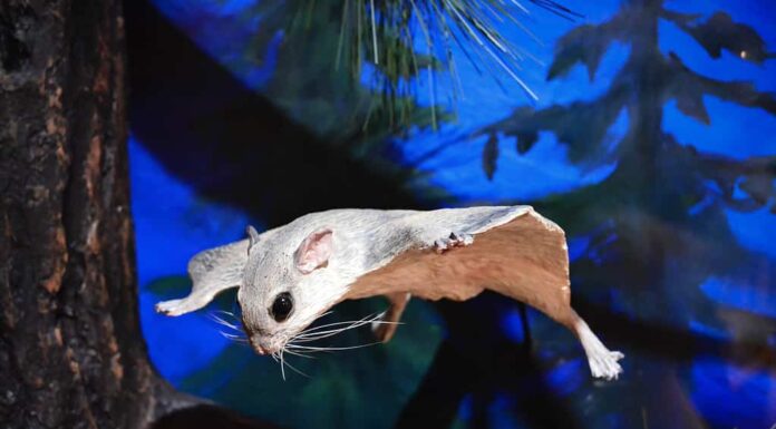 Scoiattolo volante dello zucchero aliante California foresta natura alberi di pino