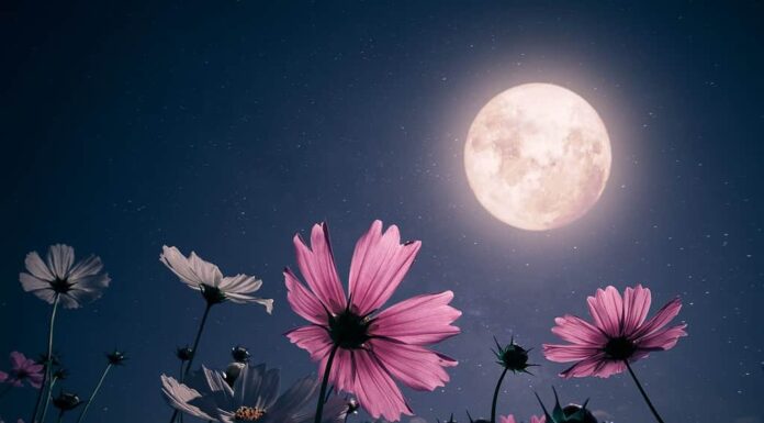 Scena notturna romantica - Bellissimo fiore rosa in giardino con cieli notturni e luna piena.  fiore del cosmo nella notte