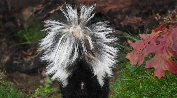 Skunk striato (Mephitis mephitis) posteriore - animale in cattività