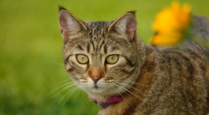 Caccia al gatto Pixie Bob nel villaggio