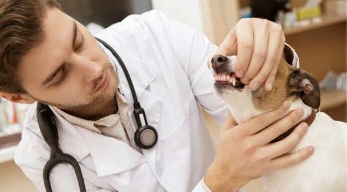 Le migliori compagnie assicurative per animali domestici